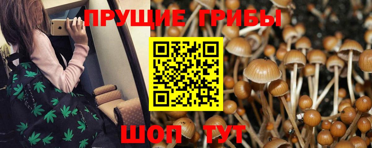 Кувандык  Псилоцибиновые грибы прущие грибы  Вход с VPN 
